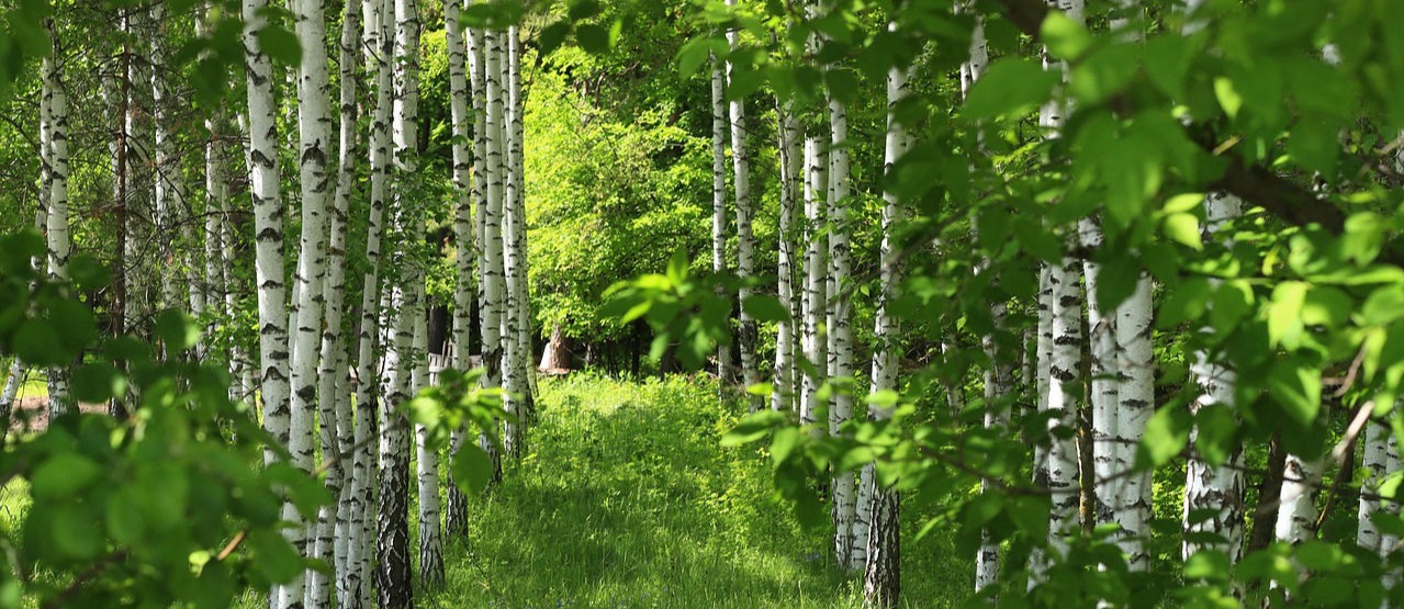 Kempter Hoch und Gartenbau Bergatreute